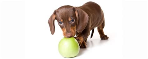 Vegetables green leafy vegetables are ideal for dogs with diabetes as they are high in fiber and low in fat and calories. Keep Your Pet Happy And Healthy With A Homemade Diet - Wag ...