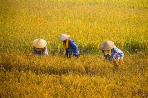 Vietnamese Farmer Harvesting Rice On Field Stock Photo Image Of Rural