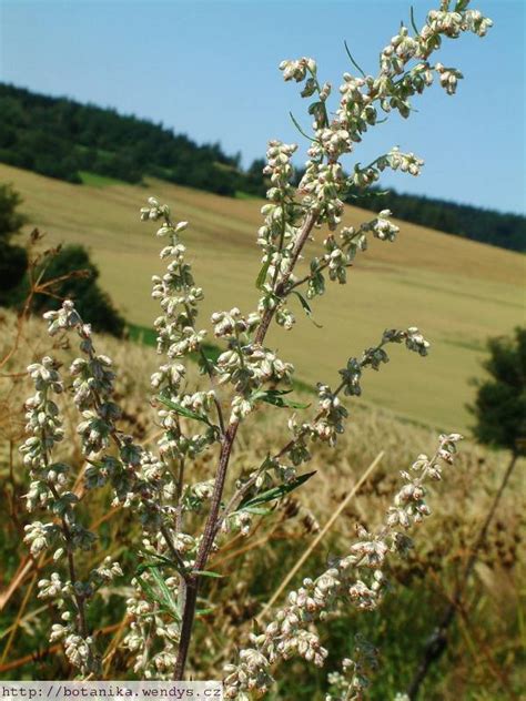 Maybe you would like to learn more about one of these? medicinal herbs: MUGWORT - Artemisia vulgaris