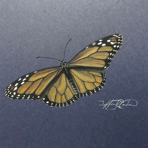 Make large lines with your orange pencil. Love this beautiful realistic monarch butterfly drawing ...