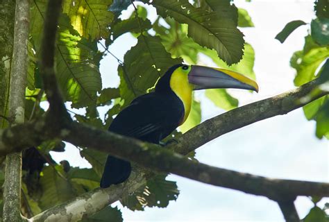 Yellow Throated Toucan Cabanas Del Rio Tropical Garden Flickr