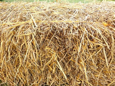 Stack Of Dry Straw Or Hay Stock Photo Image Of Color 89393068