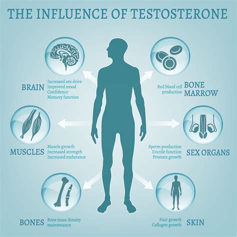 Men's health and reproductive system dysfunction. All About Testosterone Therapy | American HGH Clinics