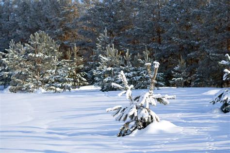 Winter Landscape Pine Forest Covered With White Fluffy Snow Stock