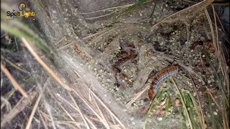 You Will Not Believe This Large Number Of Pine Worms In This Cocoon Youtube