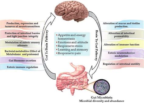 the bidirectional pathways of the gut to brain axis and their effects download scientific