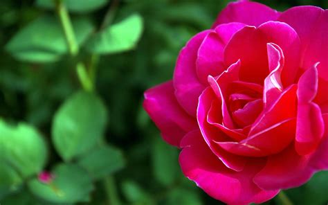 animated roses wallpaper |Rose Wallpapers