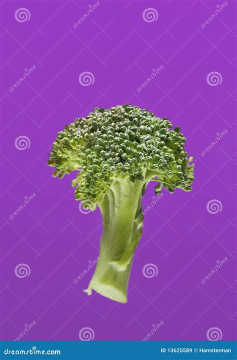 Green Broccoli On Violet Stock Image Image Of Head Brocoli 13625589