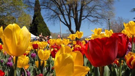 Bowrals Seeing Yellow As Tulip Time Festival Celebrates 54th Birthday