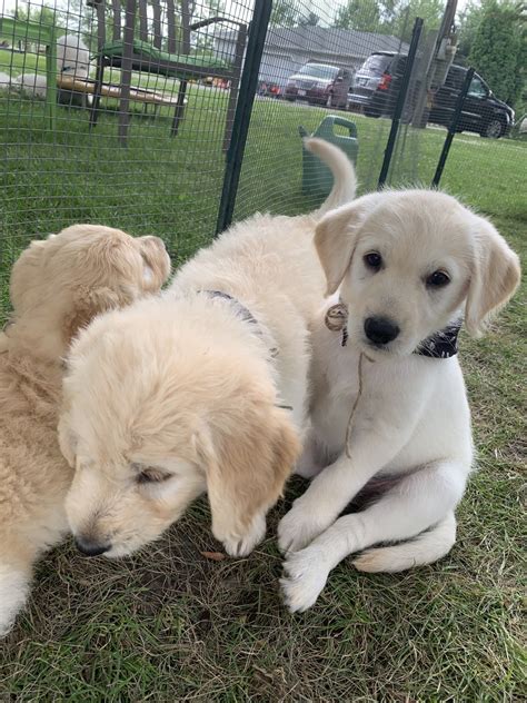 Labradoodle puppies mum kc reg working black labrador dad cream chocolate merle goldendoodle both parents full health tested pups will be ready for new forever homes around. Labradoodle Puppies For Sale | Archbold, OH #305941