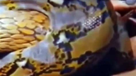 Anaconda Vs King Cobra Amazing Fight Video Dailymotion
