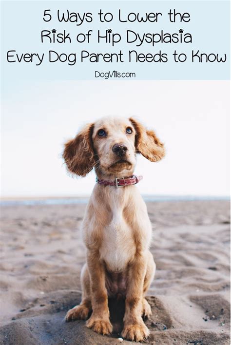 Pin On Dog Health Tips