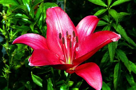 Free Picture Petals Pink Flower Lily Flower