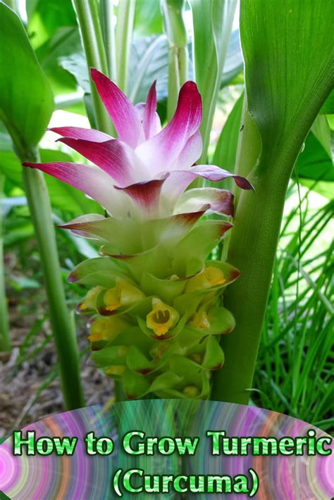 The turmeric plants have very attractive large leaves which will give your garden a lush tropical look (see the picture of turmeric plant below.). Quiet Corner:How to Grow Turmeric (Curcuma) - Quiet Corner