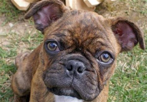 French bulldogs and pugs are regularly mistaken for one another due to their similarities. If you love Pugs as much as we do then you're sure to love ...