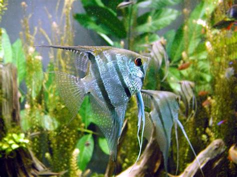 Filefreshwater Angelfish Biodome Wikipedia
