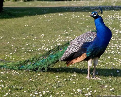 Incredible India India National Bird