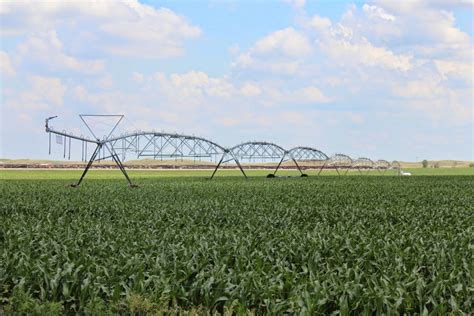 Nebraska Corn Kernels 54 Of Nebraskas Corn Crop Ranks Good