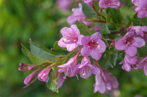 Weigela Bush Plant Care And Growing Guide