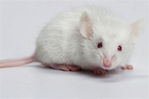 A Cute White Mouse Feng Shui Design Feng Shui Tips Hamsters Rodents Rats Rat Zodiac Rabbit