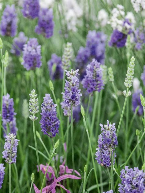 Provence Lavender Gardeners Supply