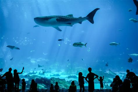 12 Best Things To Do At The Georgia Aquarium In Atlanta