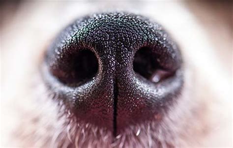 My Dog Has A Runny Nose Reasons Why And 5 Things You Can Do
