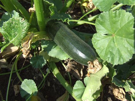 The fruits of these varieties are long and slender, and generally are green in color. Dark Green Zucchini SOLD OUT FOR 2017 - SeedRenaissance.com