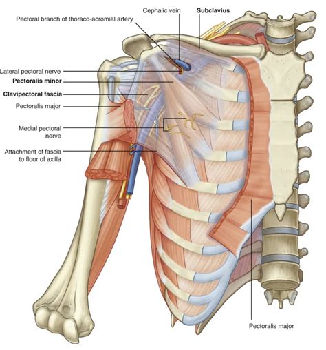 Anatomy Thorax Medial Pectoral Nerves Article Vrogue Co