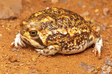 Breviceps Adspersus Bushveld Rain Frog — Nicolau Ecology