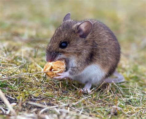 Field Mouse Field Mouse Animals Mouse