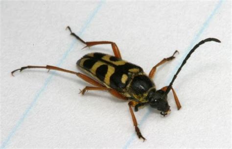 Black And Yellow Longhorn Beetle The Backyard Arthropod Project