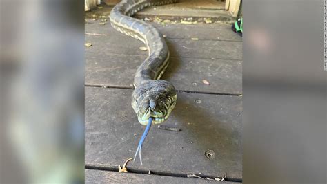 The method ceil() in python returns a ceiling value of x i.e., the largest integer not greater than x. Huge carpet pythons fall through kitchen ceiling in ...