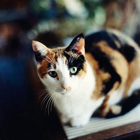 But if you do something wrong they can be so angry! 50 Creative Calico Cat Names