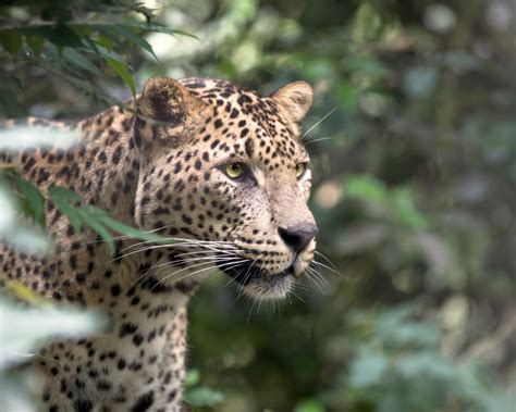 Elusive Cats Spotting The Sri Lanka Leopard