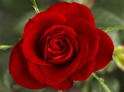 Free Photo Red Rose Flower Rosebush Petals Free Image On Pixabay