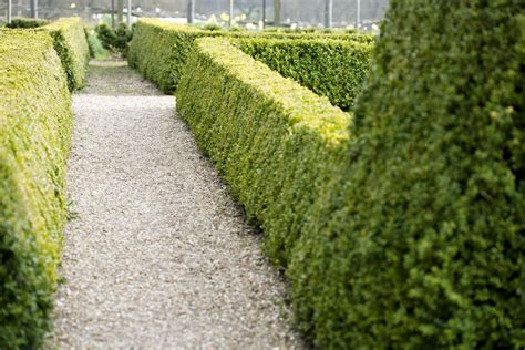 Small Evergreen Shrub Varieties