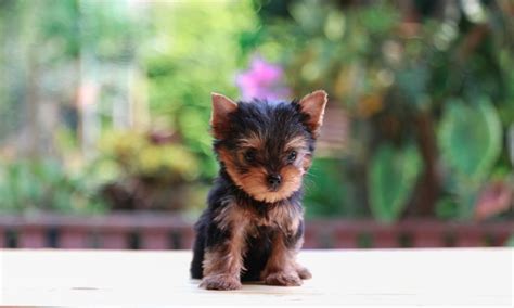 Yorkshire Terrier Yorkie Price Guide Upfront Monthly And Yearly
