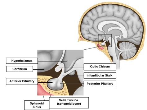 Sella Turcica Of Sphenoid Bone And Pituitary Gland