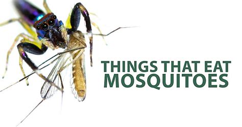 Things That Eat Mosquitoes Mosquito Magnet Blog