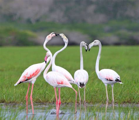 Bundala National Park A Wonderful Land Of Birds Travel Destination