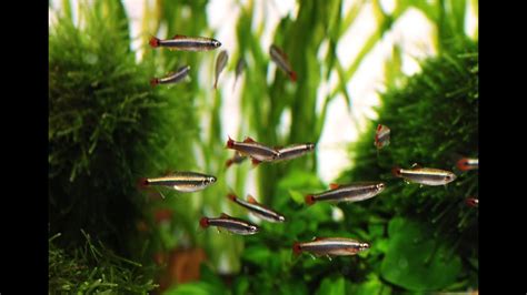 All white cloud minnows in stores are captive bred and it's hoped that these stocks will be used to replenish their numbers in the wild one day. Species Profile # 28 : The White Cloud Mountain Minnow ...