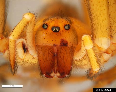Chilean Recluse Loxosceles Laeta Araneae Sicariidae 5463454