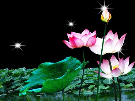 Free Download Download Lotus Flowers Wallpaper 1920x1080 For Your