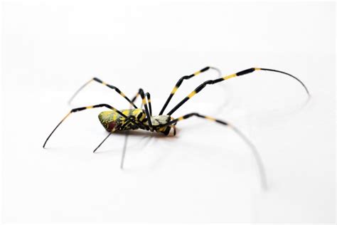 4 Venomous Spiders In Georgia