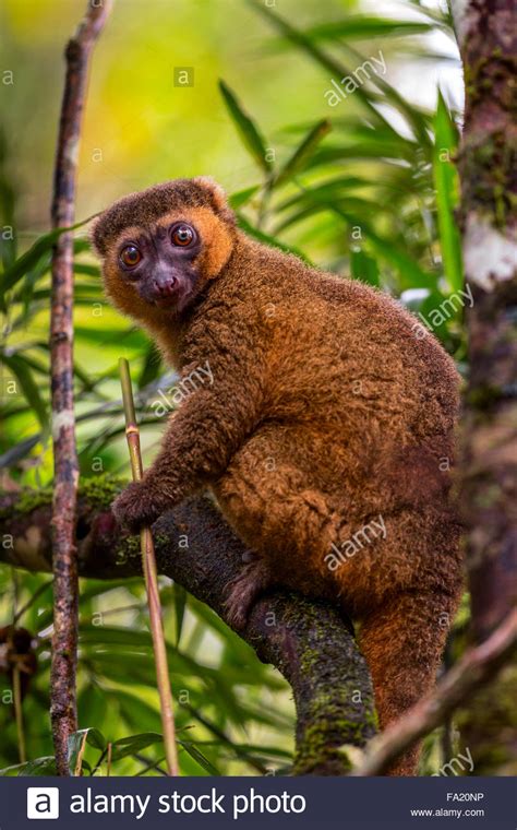 A Golden Bamboo Lemur In Ranomafana National Park