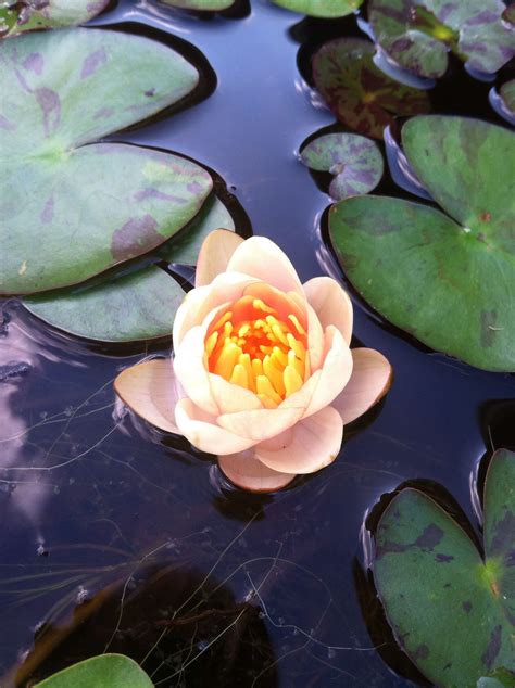 Water Lily Pad In Bloom