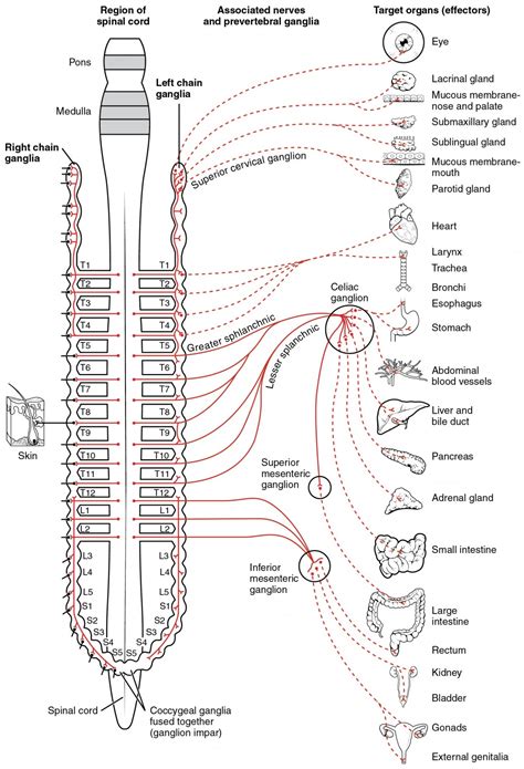Blank nervous system chart bedowntowndaytona com. Divisions of the Autonomic Nervous System | Anatomy and ...