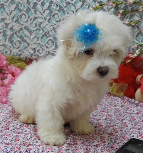 We Have One Baby Maltipoo Available Hearthside Meadows Facebook