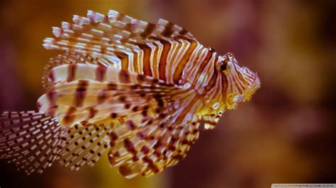 3840x2539 3840x2539 Lionfish 4k Beautiful Wallpapers Coolwallpapersme